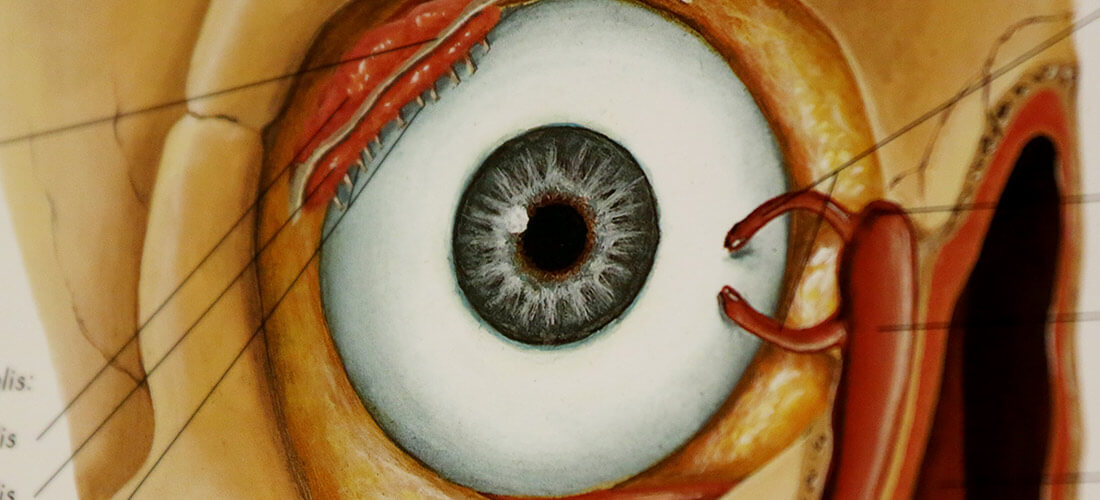 Das menschliche Auge